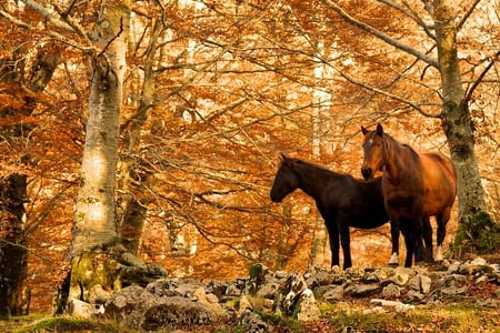 Wild Horses - nature, horses, wild, autumn