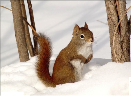 Squirrel in Snow - in snow, picture, squirrel, beautiful