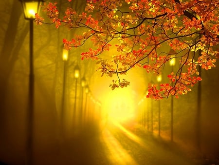 Lights in the park - fall, row, autumn, lights, road, park