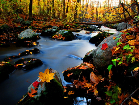 Forest water stream