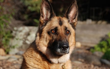 German Shepard - german shepard, cute, hd, dog