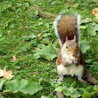 Autumn in London, Saint James Park