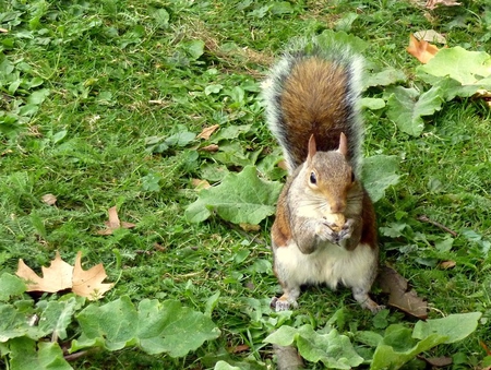 Autumn in London, Saint James Park - london, squirrel, park, autumn