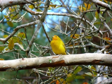 Yellow Bird - bird, yellow, limb, tree