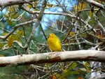 Yellow Bird