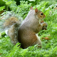 Autumn in London, Saint James Park