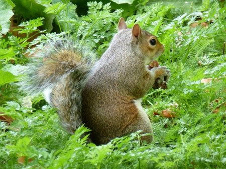 Autumn in London, Saint James Park - london, squirrel, autumn, grass