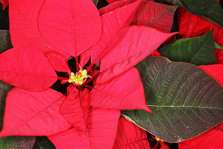 Christmas Star - pot, christmas, poinsettia, star