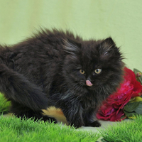 black beauty for milicapetroviccvetkovic
