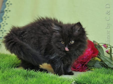 black beauty for milicapetroviccvetkovic - beauty, black kitty, little, red rose