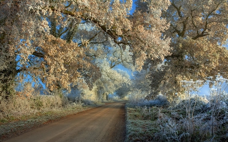 walking path in winter - winter, nature, trees, photography