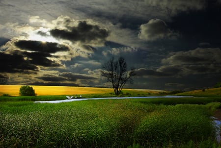 Fields - yellow, beautiful, fields, green, tree