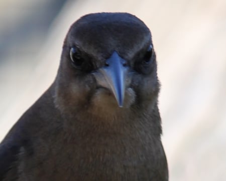 Mad Bird - animal, gatorland, florida, bird