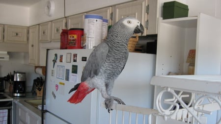 African Grey - pets, parrots, tiko, african grey