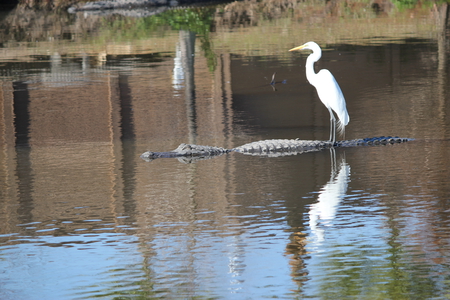 Gator Ride - bird, gator, water, wild life