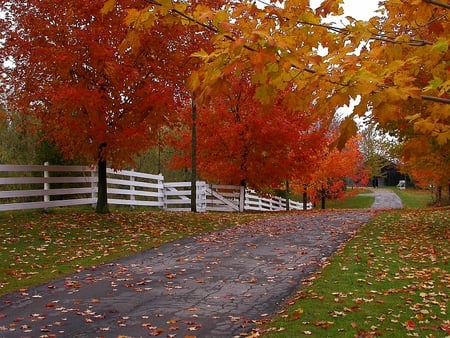 Maple Drive. - autumn, drive, fence, leaf, path, fall, colour, maple, tree