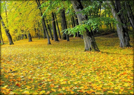 Leaning trees. - fall, leaf, colour, yellow, tree, nature, autumn