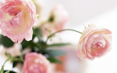 Peony Delight - flowers, nature, pink, peonies, pastel