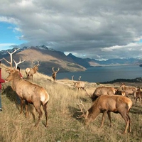 red deer grazing