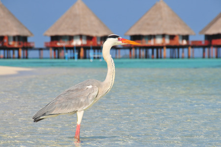 Heron maldives - reiger, maldives, heron, beach, paradise