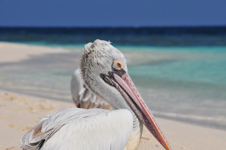 Pelican Maldives - malediven, pelican, pelikaan, maldives