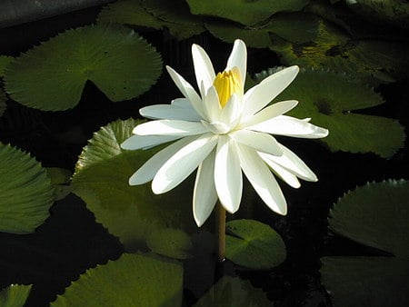 Wood's White Knight - white, lilies, pads, water, leaves, knight