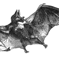 The Vampire Bat