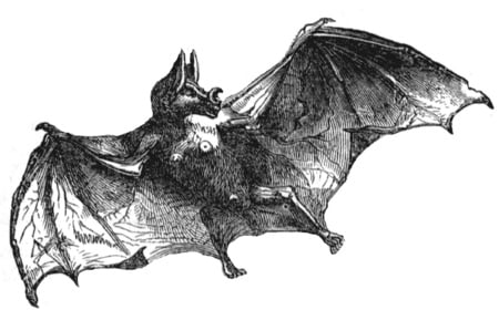 The Vampire Bat - sketch, black and white, bat, vampire, pencil