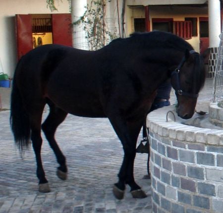 Thirsty Andalusian - andalusian horse, spanish horse, horses, animals