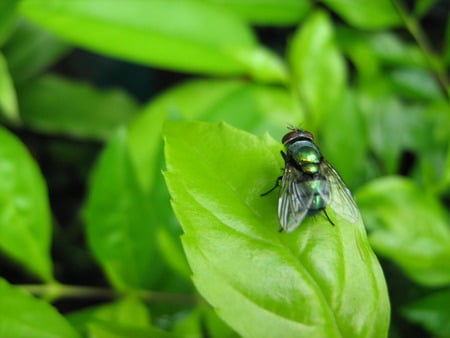 green fly on a green leaf - green fly from the philippines, marco shots of a green fly