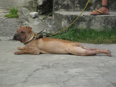 waiting for the sun - sharpei, jaguar sharpei from tarlac city