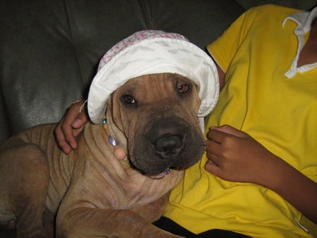 female sharpei in hat - sharpei, sharpei in hat