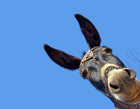 Donkey looking - donkey, looking, blue