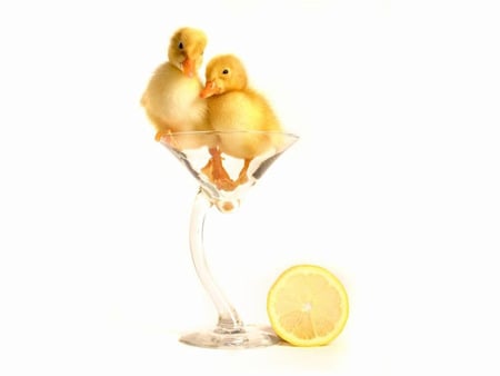 waiting for weekend - white, ducklings, glas, lemon