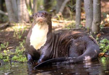 giant otter - giant, otter, wild life