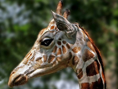 giraf portrait - giraf, giraffe, wild life, portrait