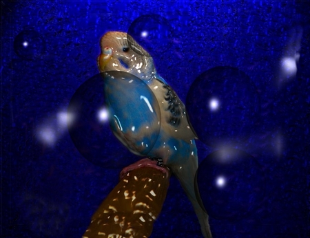 Parakeet in Glass - sky, stars, glass, photography, parakeets, birds