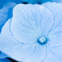 Blue Flower