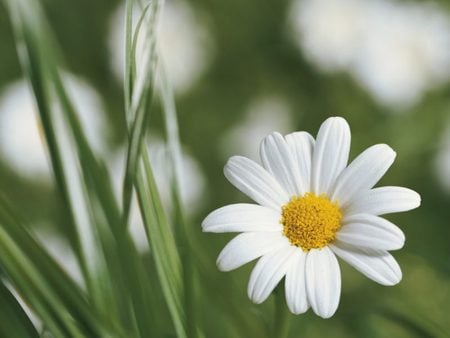 sweet daisy - summer, daisy, one, nature, white, alone, petals, blossom, leaves, green, sweet, single, flowers, flower