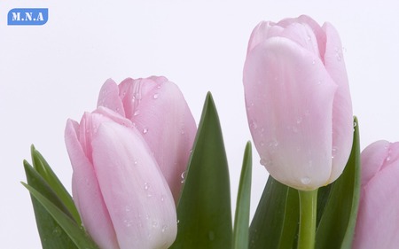 Fresh Pink Tulips - fresh, pink, natuer, colors, pink fresh petals, flowers, rose, flower