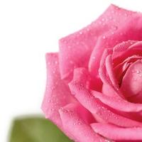 Fresh Pink Rose