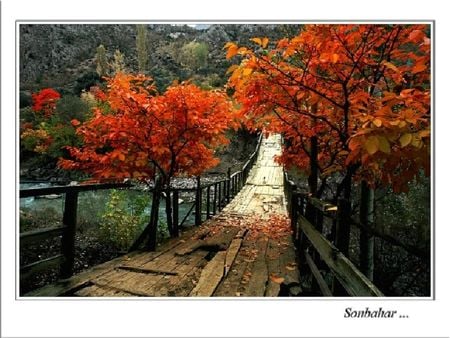 autumn - autumn, bridge