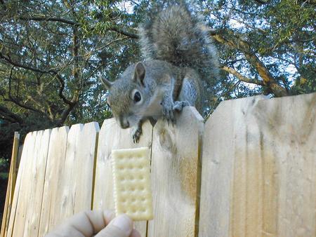 Common Fuzzy Tailed Rat - city, cracker, squirrel, fence