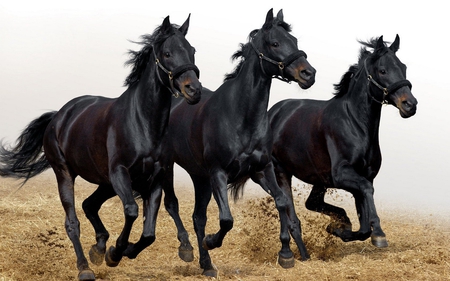 three black beauties - black, horse, animals, photography