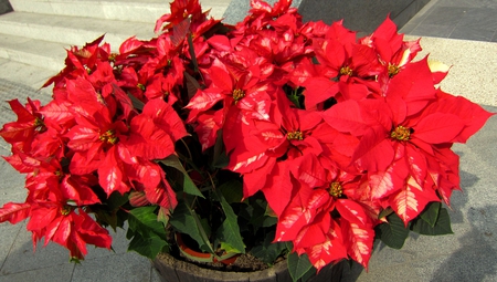 Poinsettia - flowering plant, christmas, flower, red