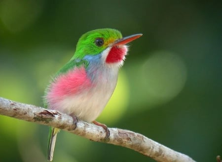 Cuban tody. - colour, perch, animal, bird, cuban tody