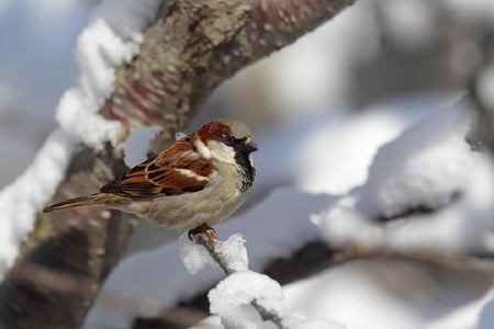 House sparrow. - bird, sparrow, animal, winter, snow, perch