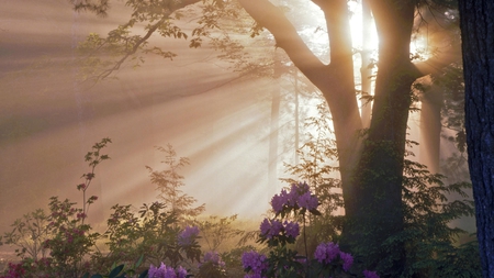 Rays of Sunshine - beautiful, park, tree, flowers, lovely, sun rays