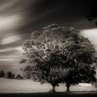 behind the haunted wood