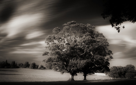 behind the haunted wood - white, sky, trees, creepy, clouds, photography, gothic, black